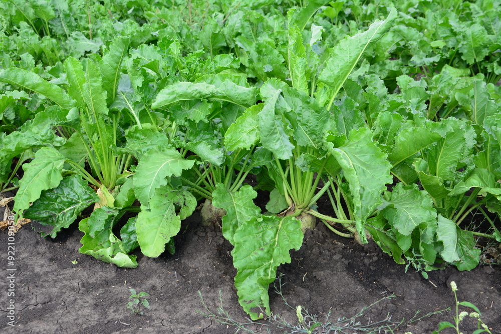 a beetroot plant growing in a garden with a leafy plant