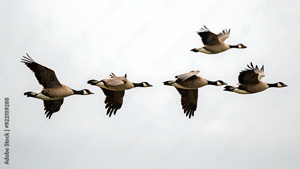 Obraz premium Geese flying in a V-formation 