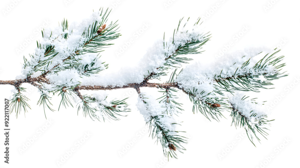 Pine tree branches coated in winter snow, isolated on white background Pine tree branches coated in winter snow, isolated on white background