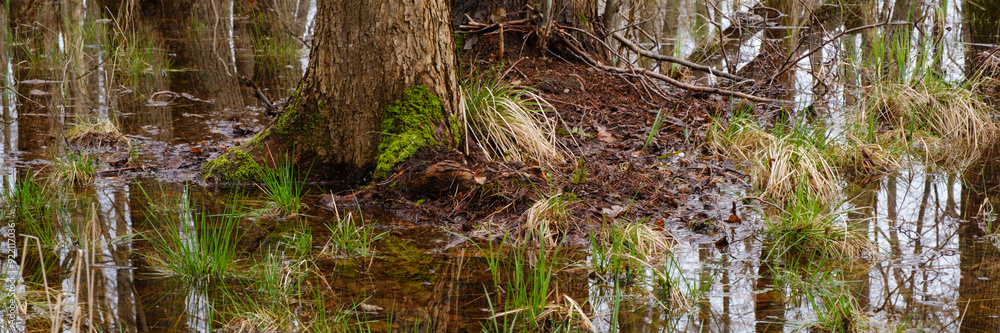 Bäume im Sumpf mit Spiegelung, Müritz Nationalpark, Mecklenburgische Seenplatte, Mecklenburg, Mecklenburg-Vorpommern, Deutschland, Europa Bäume im Sumpf mit Spiegelung, Müritz Nationalpark, Mecklenburgische Seenplatte, Mecklenburg, Mecklenburg-Vorpommern, Deutschland, Europa