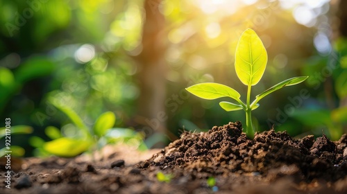 A fresh green sprout emerging from the soil, representing new beginnings and the growth of success