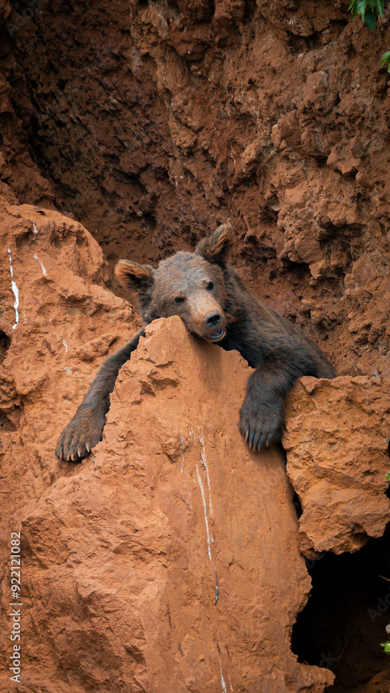 Obraz premium A powerful brown bear perched on a rocky outcrop, showcasing its impressive size and strength against a rugged natural backdrop. Ideal for wildlife and nature-themed projects