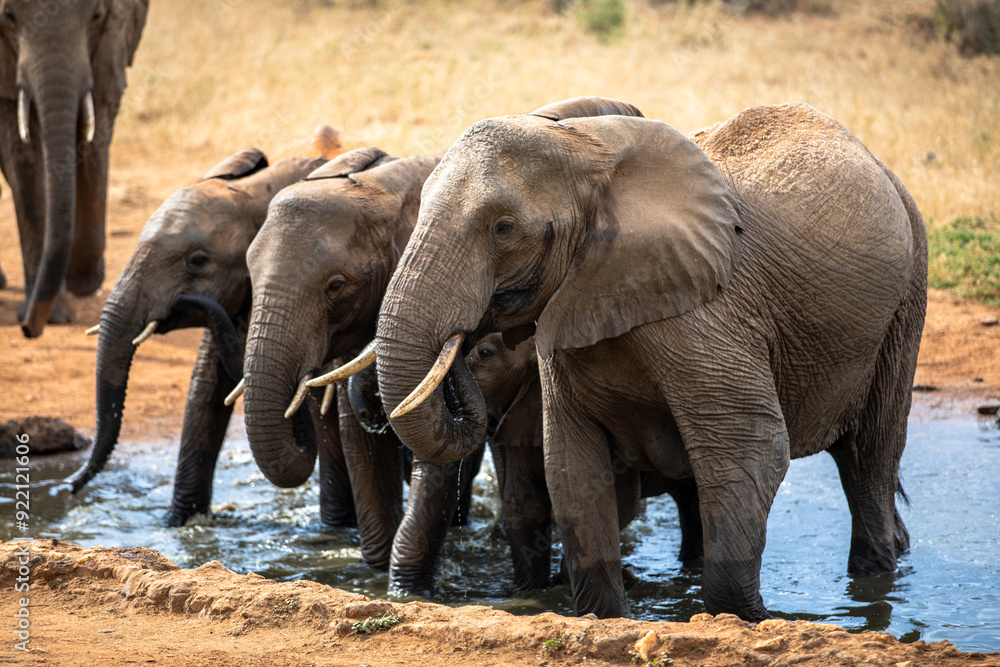 Fototapeta premium Kenya Afryka