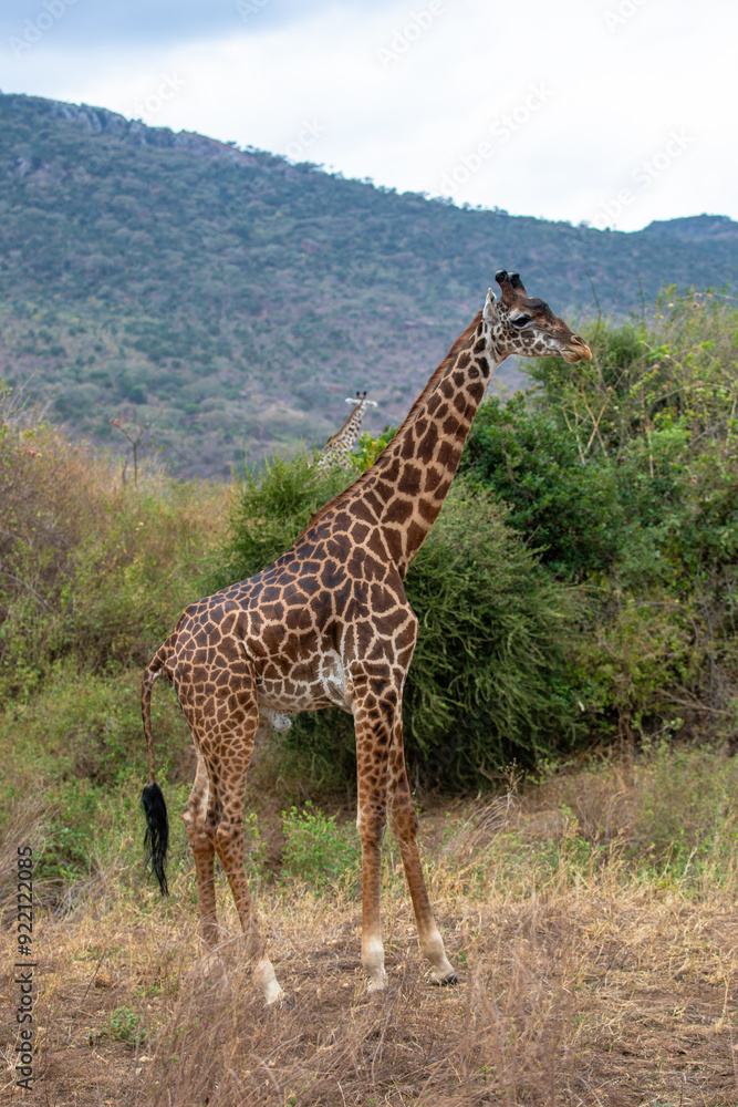 Fototapeta premium Kenya Afryka