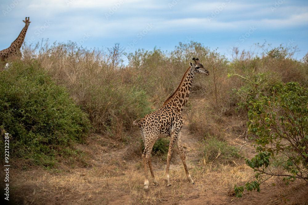 Obraz premium Kenya Afryka