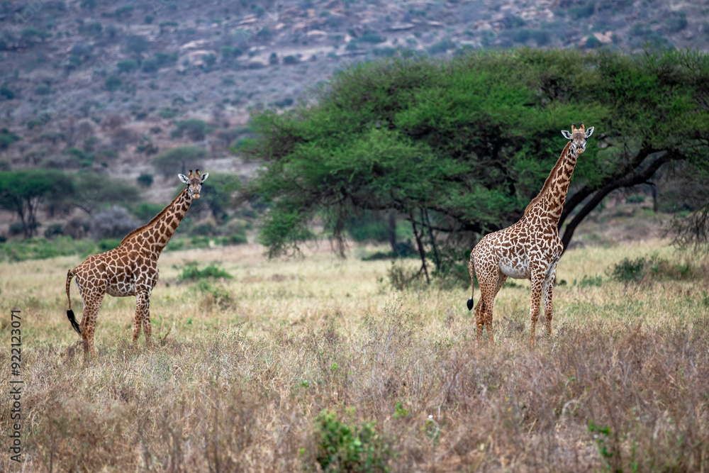 Obraz premium Kenya Afryka