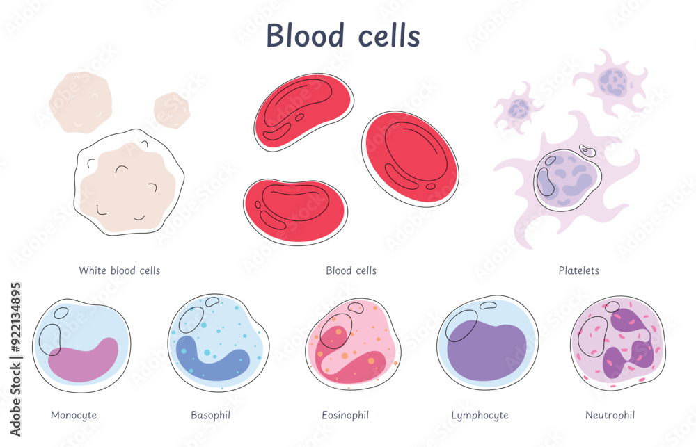Blood cells. The circulatory system is its components. Red blood cells, white blood cells, platelets, lymphocytes in cartoon style. Vector illustration
