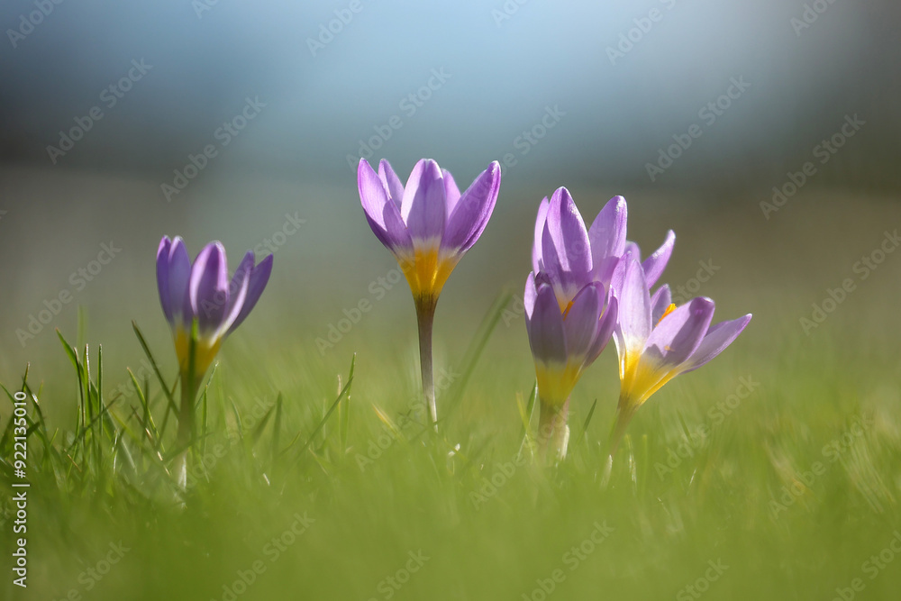Krokus, Frühling Krokus, Frühling
