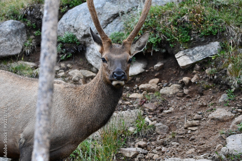 Naklejka premium Elk grazing in Colorado.