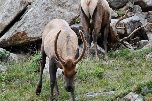Elk grazing in Colorado.