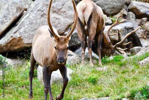 Elk grazing in Colorado.