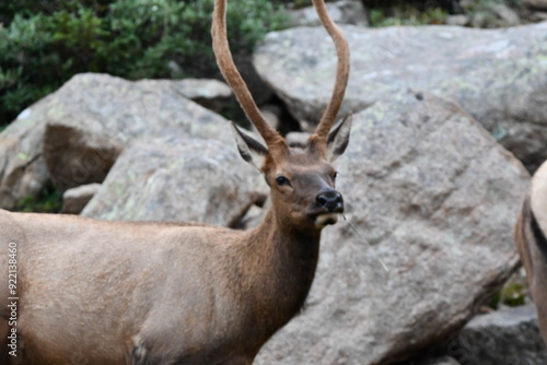 Elk grazing in Colorado.