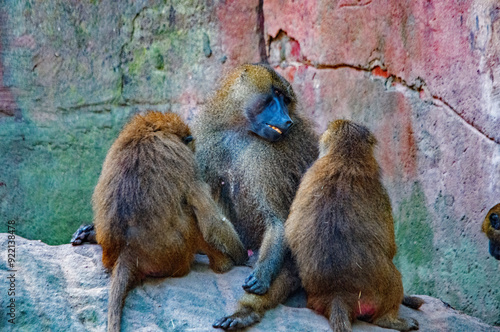 Wallpaper Mural Gruppe von Pavianen im Zoologischen Garten Nürnberg Torontodigital.ca