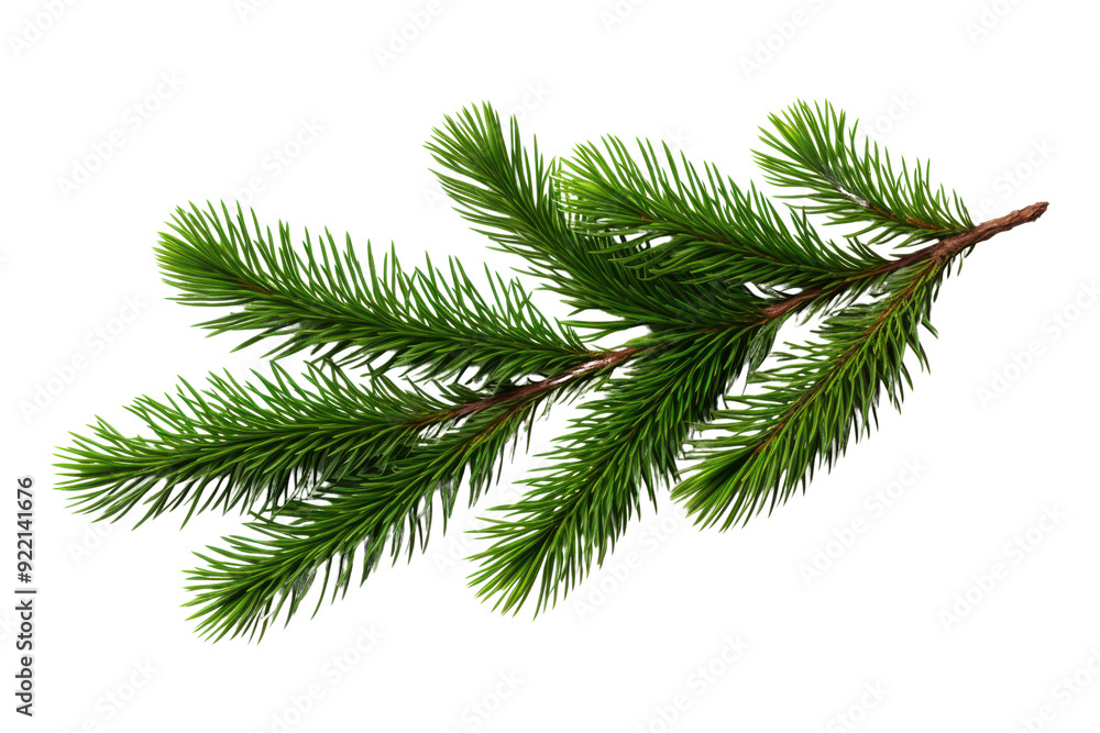 Close-up of a fresh green pine tree branch isolated on white background, perfect for seasonal and nature-themed designs and projects. Close-up of a fresh green pine tree branch isolated on white background, perfect for seasonal and nature-themed designs and projects.