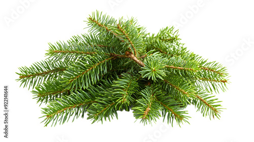 Plant tree fir freshness, isolated on white background