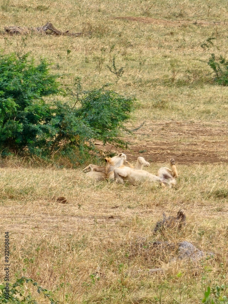 Obraz premium Kenya Afryka