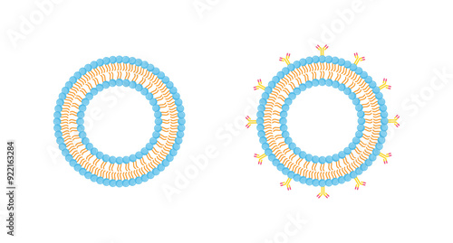 Conventional Liposome and Antibody-modified liposomes. Phospholipids, Drug encapsulation. Vector illustration.	
