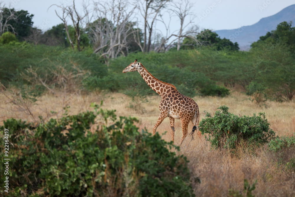 Fototapeta premium Kenya Africa