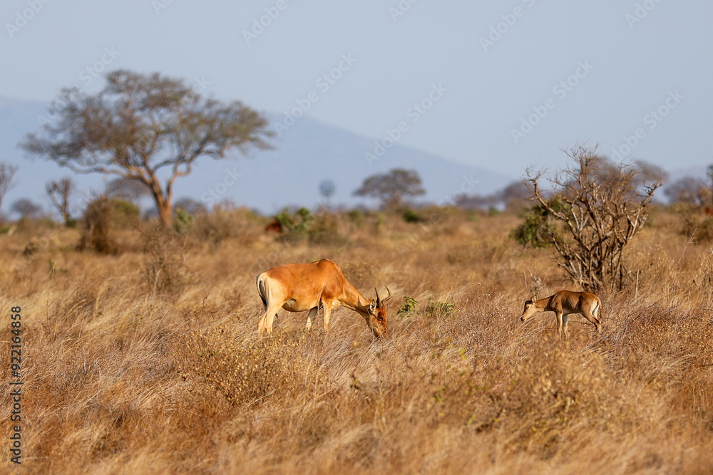 Naklejka premium Kenya Africa