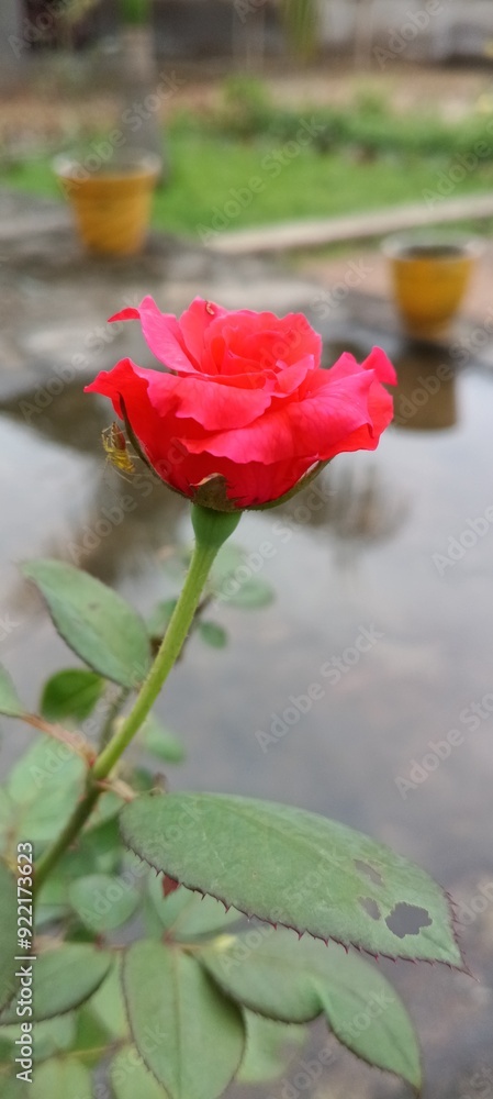Fototapeta premium red rose in water