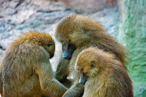 Gruppe von Pavianen in Interaktion im Nürnberger Tierpark