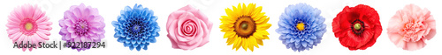 Realistic flower png cut out element set