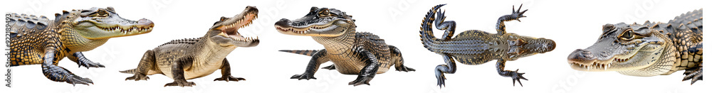 Obraz premium Crocodile png cut out element set