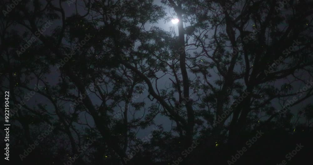 Glorious Display many fireflies dancing wildly in the tree canopy with Moon in the sky shining Glorious Display many fireflies dancing wildly in the tree canopy with Moon in the sky shining