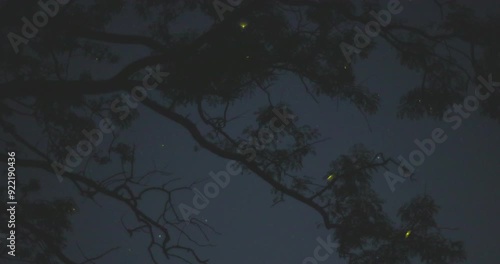 Fireflies flying around branches expressing romantic display to light up the evening