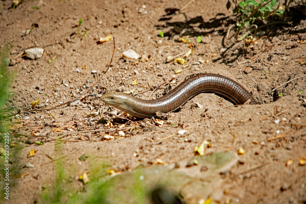 Eine Schlange kriecht aus einem Loch im Sand im Nürnberger Tierpark Eine Schlange kriecht aus einem Loch im Sand im Nürnberger Tierpark