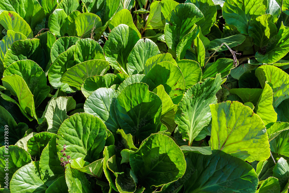 Vegetation in the Levada 25 Fontes area of Madeira Island