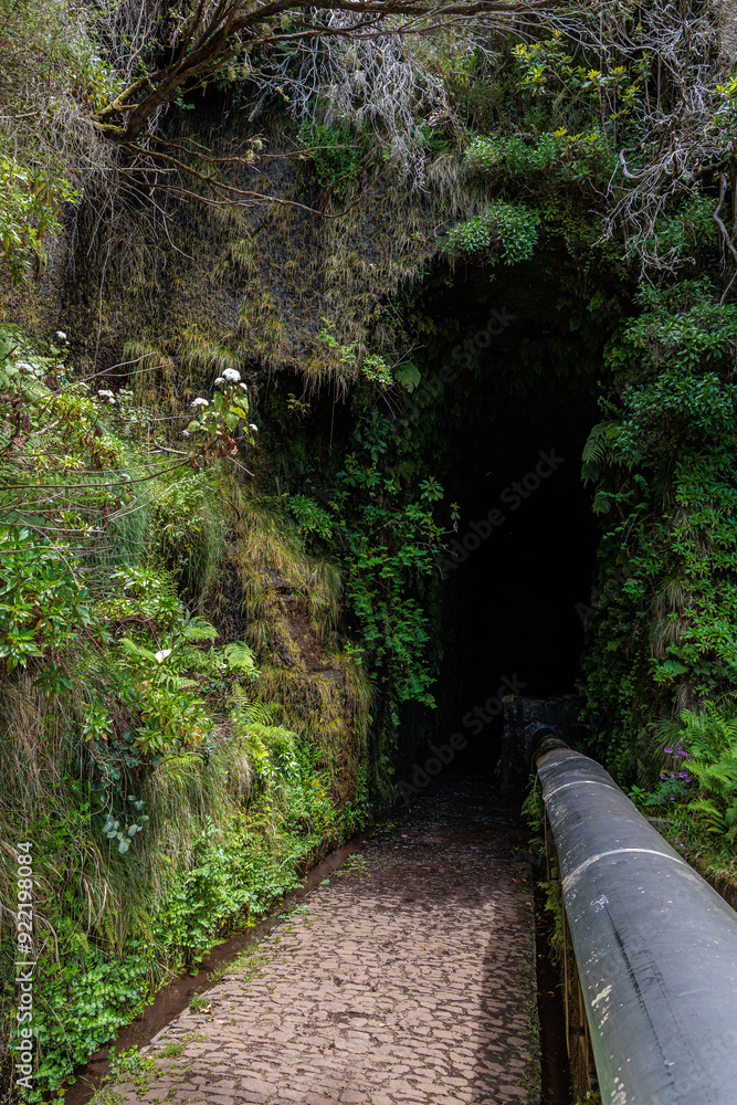 Vegetation and water distribution in the Levada 25 Fontes area of Madeira Island