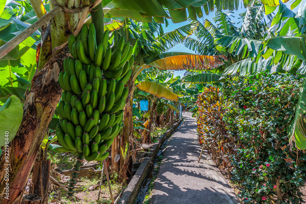 Banana growing at the Banana Route - Madalena do Mar on the island of Madeira