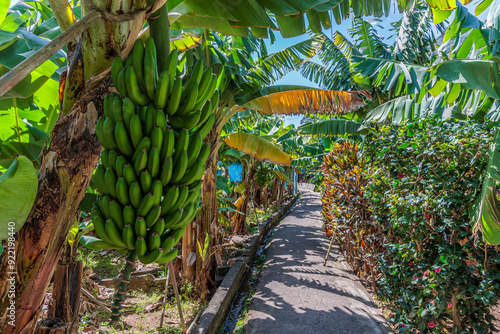 Obraz na płótnie Banana growing at the Banana Route - Madalena do Mar on the island of Madeira w salonie