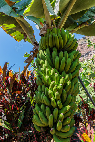 Obraz na płótnie Banana growing at the Banana Route - Madalena do Mar on the island of Madeira w salonie
