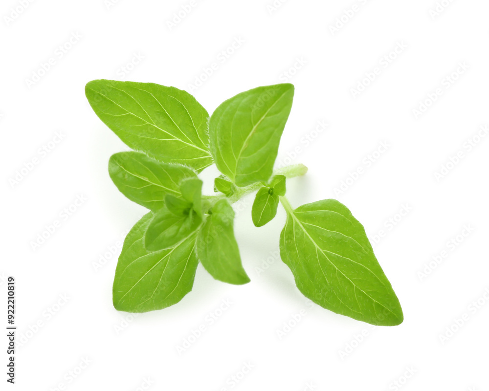Sprig of fresh green oregano isolated on white Sprig of fresh green oregano isolated on white