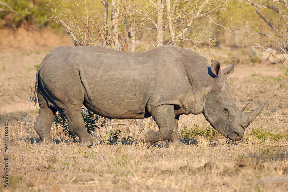 Obraz premium Rhino, conservation and protected in safari for survival, poaching prevention or safe environment. Endangered species, ecosystem or animal in nature for risk awareness in wildlife reserve in Africa