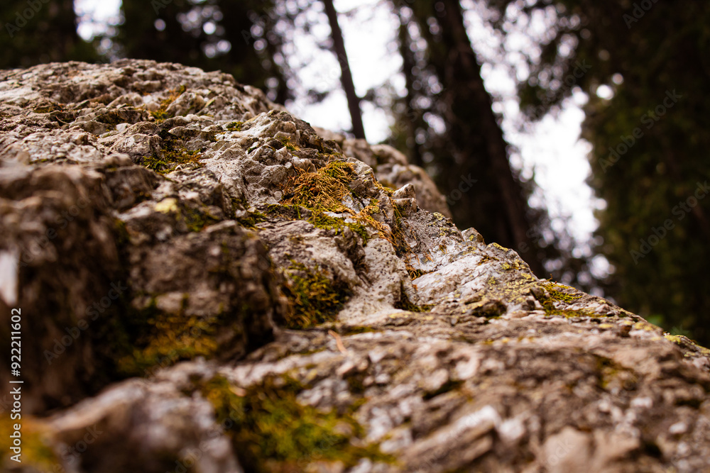 Moss on an interesting rock formation in a dark Northwestern forest