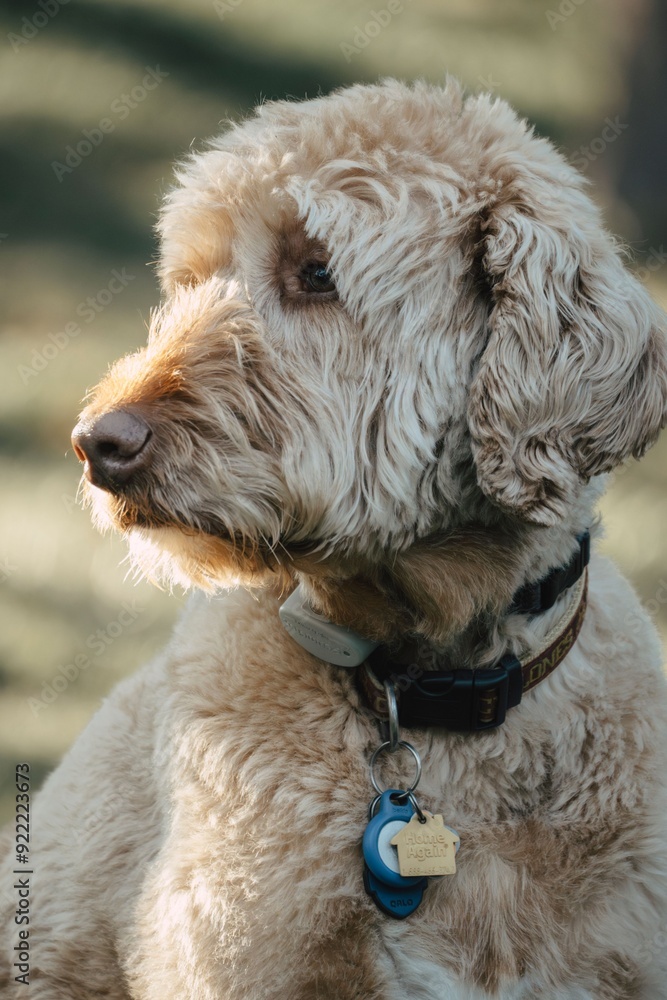 Closeup vertical portrait of a fluffy Labradoodle dog with a collar and tags, under the sunlight Closeup vertical portrait of a fluffy Labradoodle dog with a collar and tags, under the sunlight