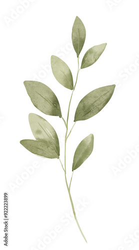 Green branch leaves, hand drawing, digital botanical illustration.