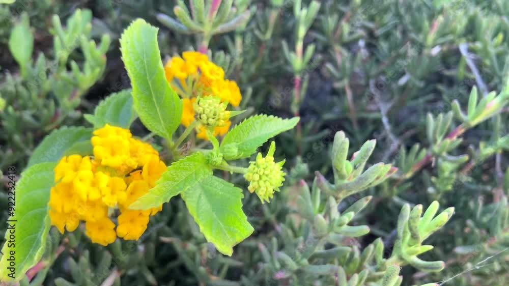 Lantana camara is a species of flowering plant native to the American tropics in the garden in Tenerife, Canary Islands,Spain. Tickberry or Wild-sage yellow flowers close up, 4K Lantana camara is a species of flowering plant native to the American tropics in the garden in Tenerife, Canary Islands,Spain. Tickberry or Wild-sage yellow flowers close up, 4K