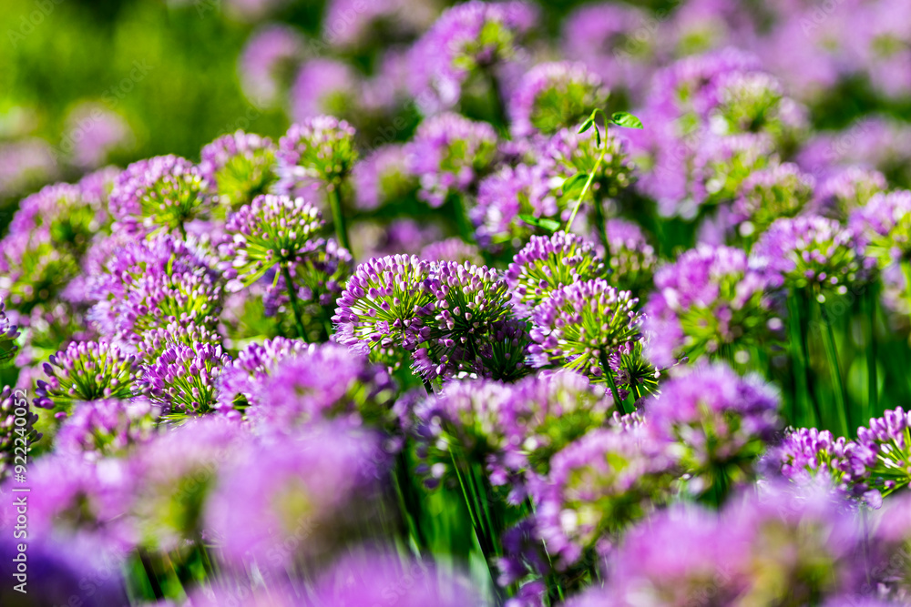 Obraz premium Field of Alliums