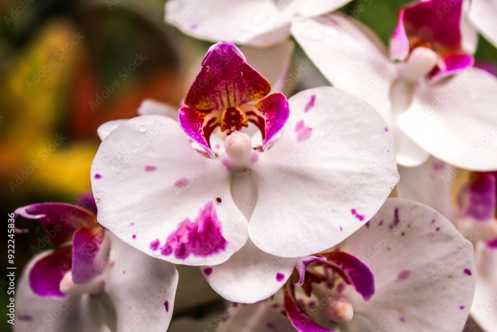 Close-up selected focus of beautiful purple white moon orchid or purple white orchid or Phalaenopsis amabilis or Phalaenopsis orchid with blurred background in the outdoor garden Close-up selected focus of beautiful purple white moon orchid or purple white orchid or Phalaenopsis amabilis or Phalaenopsis orchid with blurred background in the outdoor garden