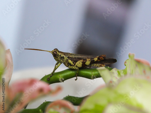 selective focus of a large or adult brown green grasshopper on a flower branch in the garden during the day with a blurred background