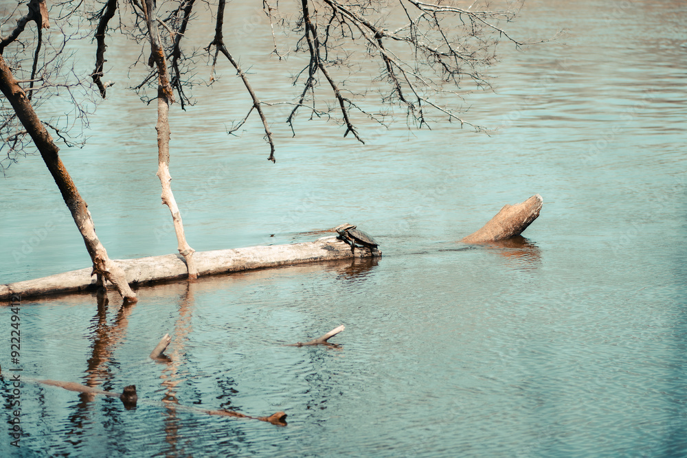 Fototapeta premium One turtle sits on a log in a river