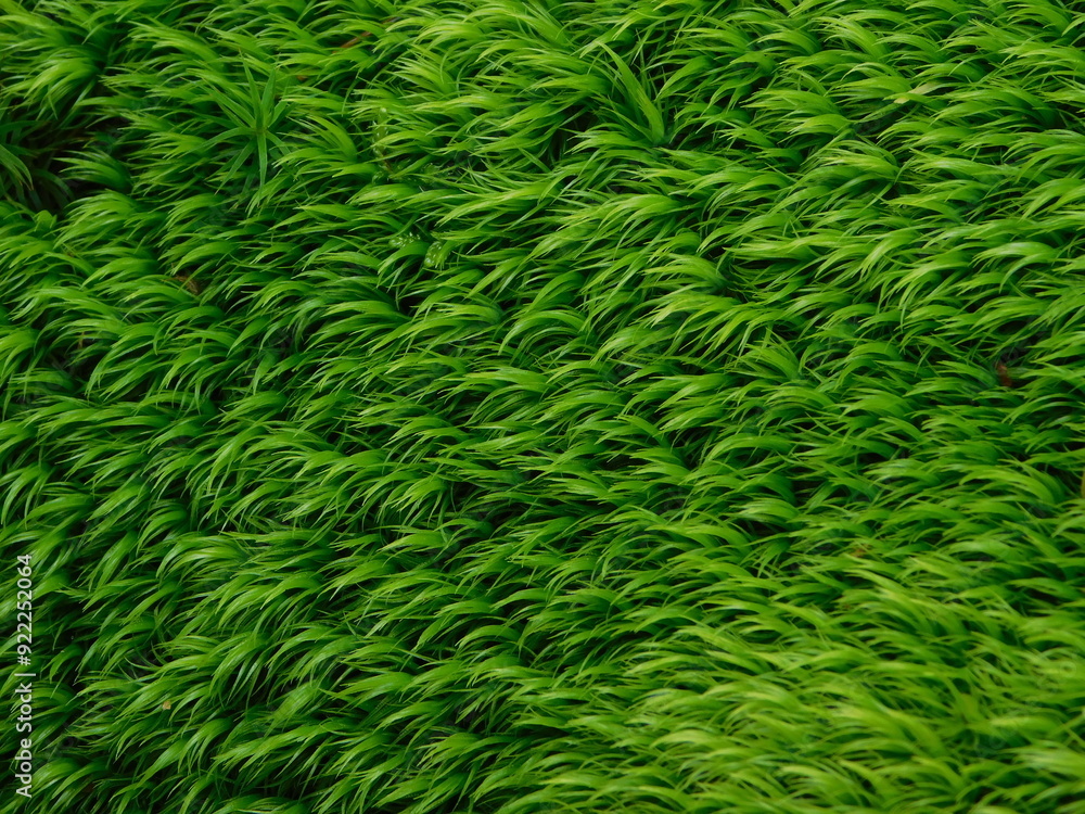 Close-up of close-up forest moss in a tuft Close-up of close-up forest moss in a tuft