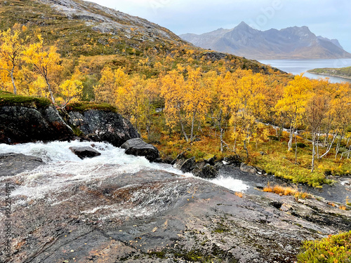 scenic view on autumnal landscape in norway  wit yellow foliage  and fjorf background in national park Anderdalen- Senja island photo