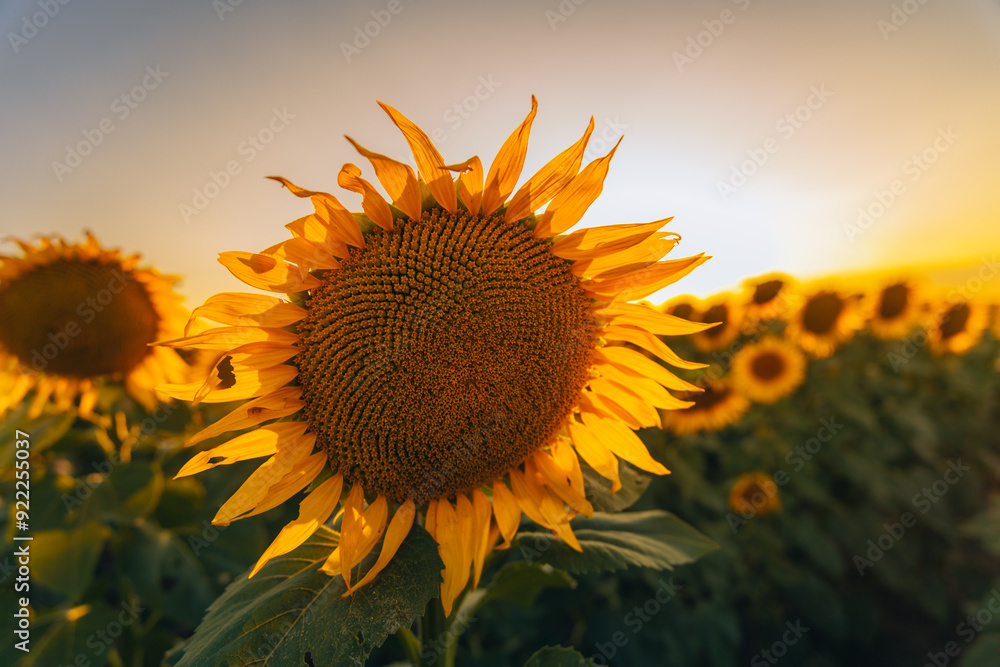 Obraz premium An endless field of sunflowers stretches to the horizon, creating the illusion of infinity. A field of sunflowers against the backdrop of sunset or sunrise. Close-up. Bright yellow flowers.