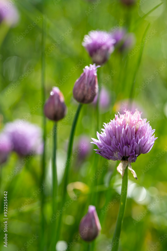 Fototapeta premium Fleurs violettes sur des plants de ciboulette en fleur (Allium schoenoprasum) dans un jardin sous la lumière éclatante du soir.