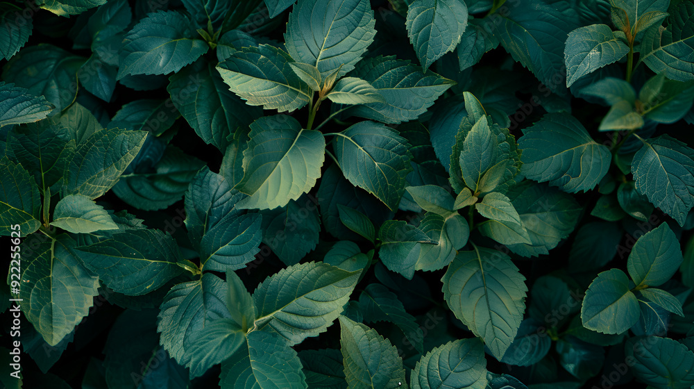 Fresh greens of leaves of a Bush of a rhododendron ,Rhododendron Bush in the Park after the rain ,beautiful green plants as a background Fresh greens of leaves of a Bush of a rhododendron ,Rhododendron Bush in the Park after the rain ,beautiful green plants as a background